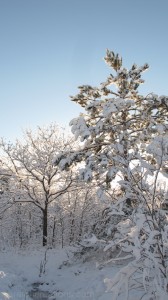 winter trail 2 web