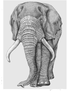Elephant B&W